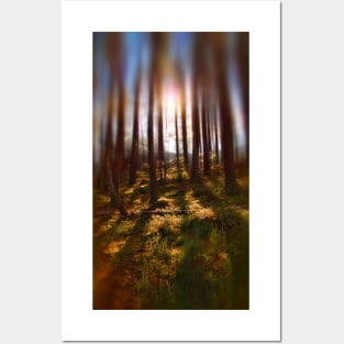 Forest Light 9 Posters and Art